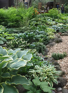 2010 American Hosta Society Convention