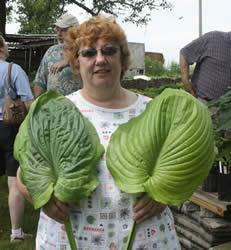 Biggest Leaf Contest Winner