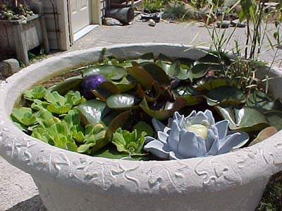 Water lettuce in container pond
