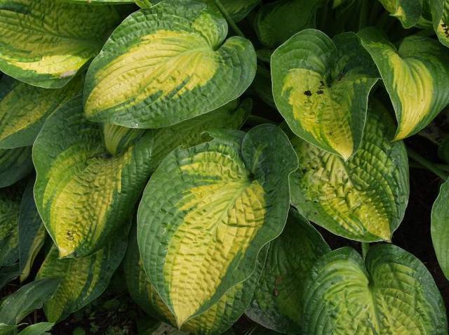 2007 Hosta of the Year - Hosta 'Paradigm'