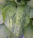 Hosta Sum and Substance infected with Hosta Virus X