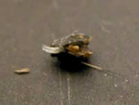 Fungus gnat larvae feeding on a Hosta seed.