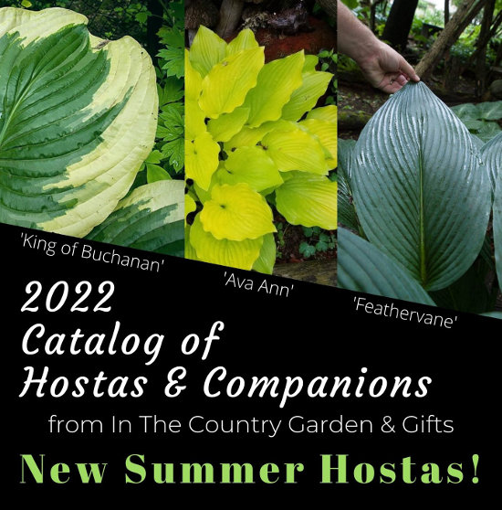 2021 Catalog of Hostas & Companions