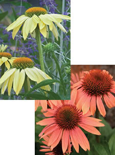 Echinacea Sunrise and Echinacea Sunrise