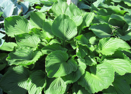 Hosta Buckeye Candy