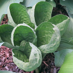 Hosta Catcher's Mitt