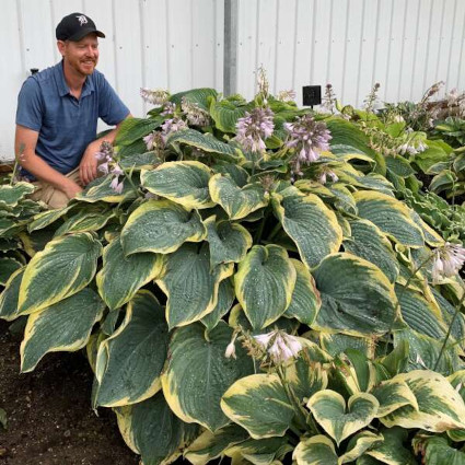 Hosta Gigantosaurus