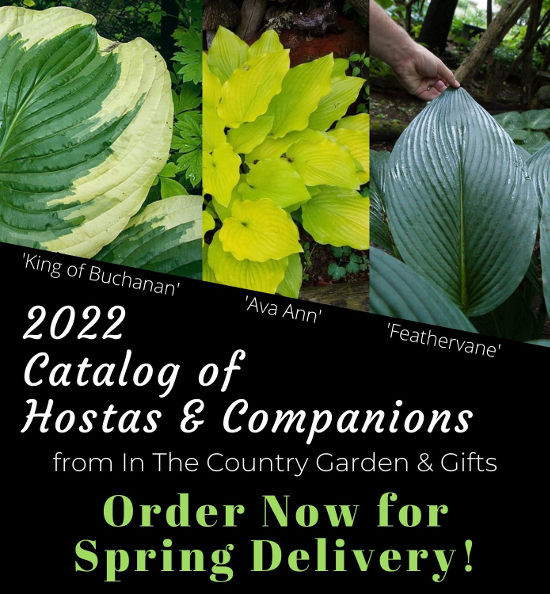 2021 Catalog of Hostas & Companions