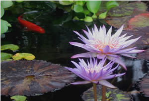 goldfish and water lily