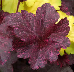 Heuchera Midnight Rose