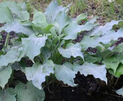 Hosta Arctic Blast