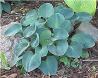 Hosta Blue Mouse Ears
