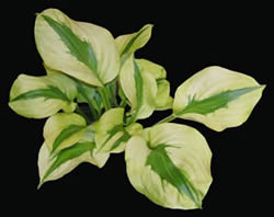 Hosta Stitch in Time