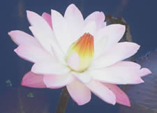 night blooming water lily