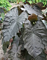 Taro Diamond Head