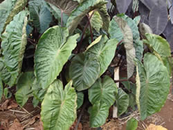 Taro Hilo Bay