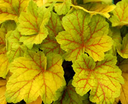 Heuchera Electra