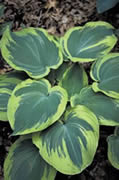 Hosta Earth Angel