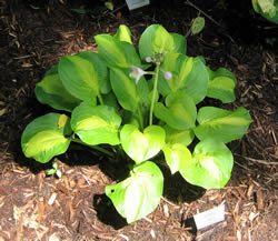 Hosta Mango Tango
