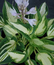 Hosta Trifecta