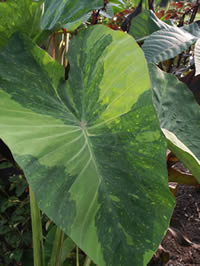Taro Lime Aide