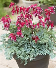 Burning Hearts Fernleaf Bleeding Heart