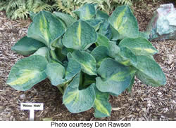 Hosta Rhino Hide