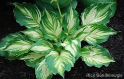 Hosta Lakeside Paisley Print