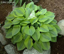 Hosta Luna Moth