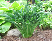 Hosta Praying Hands