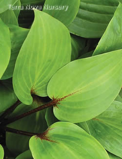 Hosta Purple Heart