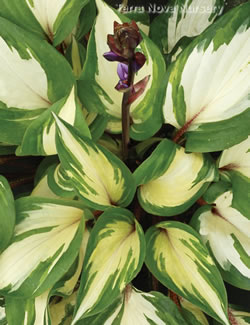 Hosta Raspberry Sundae