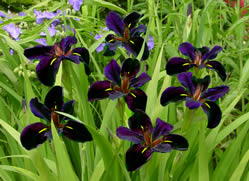 Iris Black Gamecock