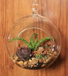 Succulent Bubble-scape