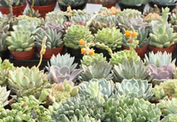 Succulents