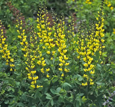 Baptisia Lemon Meringue