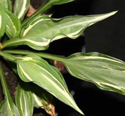 Hosta Moulin Rouge