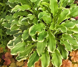 Hosta Wheee!