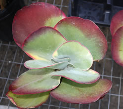 Kalanchoe Fantastic