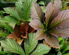 Heucherella Yellowstone Falls