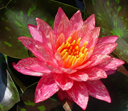 Waterlily Wanvisa