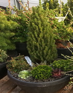 Dwarf conifers in container