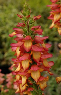 Digiplexis Illumination Flame