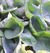 2014 Hosta of the Year - Hosta Abiqua Drinking Gourd