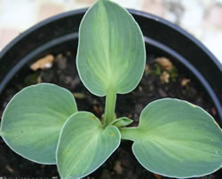 Hosta Mystic Mouse