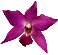 Laelia autumnalis