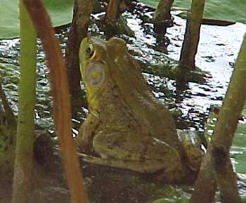 Bull frog