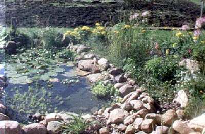 This is a close up of the first water garden.  You can see parrot's feather in the lower left hand corner, a water lily in the center, and water hyacinths at the far end of the pond.  Along the bottom center you can see where the stream enters the main pond.  At the far end you can also see the post the electric outlet box was mounted on partially hidden with plants.