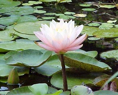 Hardy Water Lily Florida Sunset