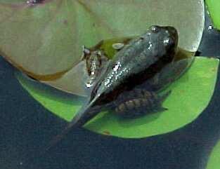 Baby frog still has tail.